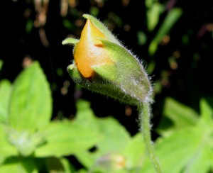 mimuluscardinalisbud Mimulus cardinalis flower bud