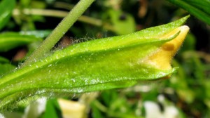 mimulushybridbud Mimulus hybrid flower bud