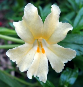 monkeyhybrid1 monkey flower hybrid