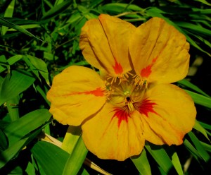 nasturtium1 volunteer nasturtium