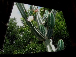 the view through our fence