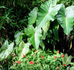 tubplanting Colocasia Black Magic and Mimulus cardinalis