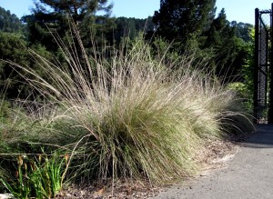 Deer Grass, Muhlenbergia rigens