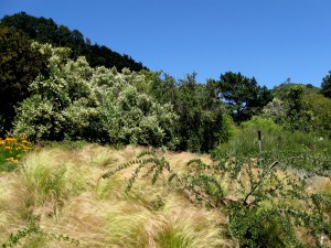 Mexico section