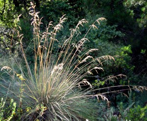 California Fescue, Festuca californica