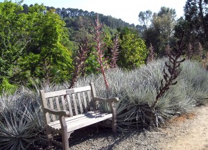 New World Desert section