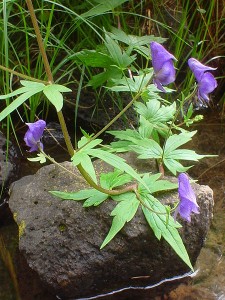 450px-aconitum_columbianum Monk's Hood, Delphinium glaucum