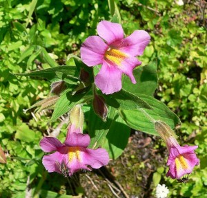 623px-mimulus_lewisii_p10809041 Mimulus Lewisii