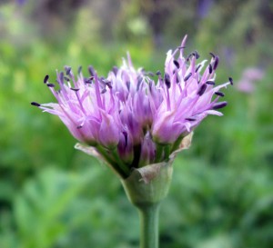 alliumvalidum Swamp Onion, Allium validum