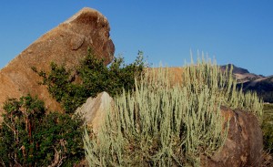 Snowberry, Bitterbrush, Sagebrush