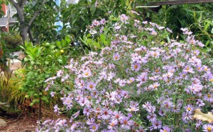 Aster