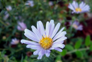 Seed-Grown Coast Aster, Aster chilensis