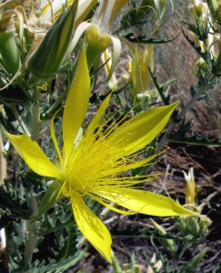 Blazing Star, Mentzelia