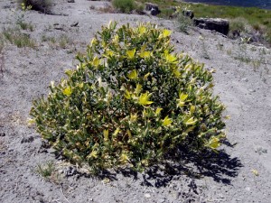 Blazing Star, Mentzelia