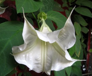 Brugmansia
