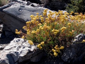 Sulfur Buckwheat, Eriogonum 
