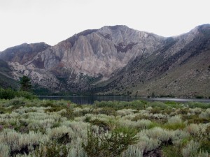 Sage at Convict Lake