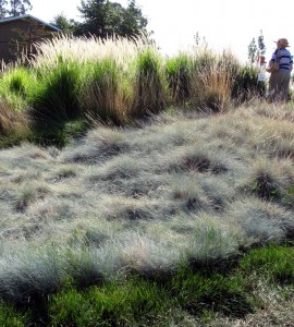 cornerstonebluefescue Blue Fescue Lawn with Pennisetum Fairy Tails