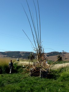cornerstonecarexdivulsa Sculpture with Carex divulsa Lawn