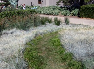 cornerstonecarexpansa Carex pansa Pathway