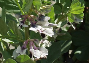 favaflowers Fava Blooms