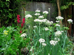 Garlic Chives