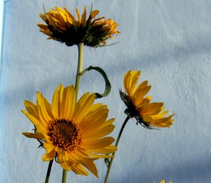 Maximilian Sunflower, Helianthus maximiliani