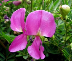 Indigo Shrub, Indigofera heterantha