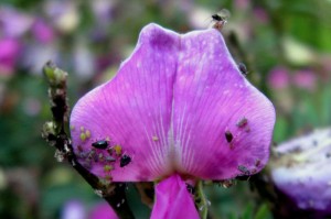 Indigofera with Aphids