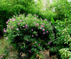 Indigo Bush, Indigofera heterantha