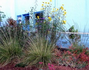 Deer Grass and Maximilian Sunflower