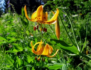 liliumkelleyanum Sierra Lily, Lilium kelleyanum