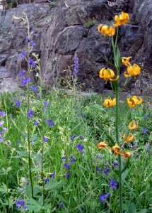 liliummonkshood1 Sierra Lily with Monk's Hood
