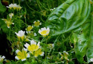 Meadowfoam and Basil