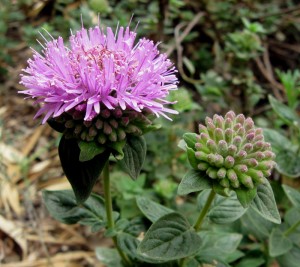 Coyote Mint, Monardella villosa