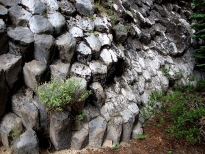 patinaed basalt with Holodiscus microphyllus
