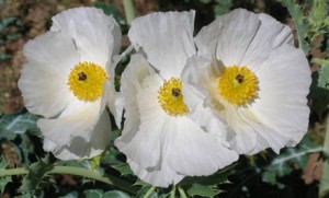 Prickly Poppy, Argemone