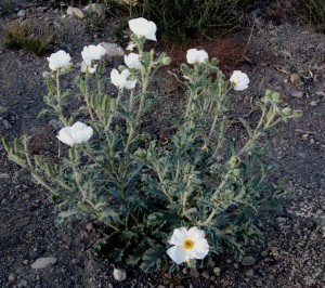 Prickly Poppy, Argemone