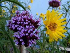 Verbena bonariensis and Maximilian Sunflower