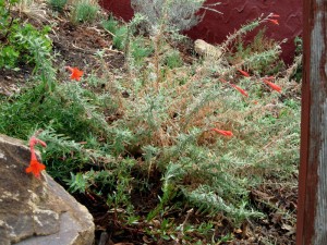 California Fuchsia