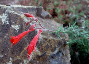 California Fuchsia, Epilobium canum