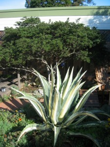Agave and Ceanothus