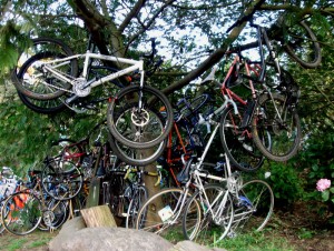 Albizia cycleiferous?