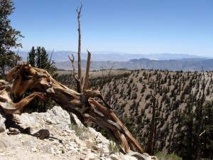bristleconepineforest Bristlecone Forest