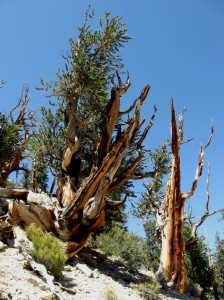 bristleconepinus1 Bristlecone Pine