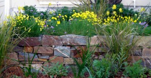 Cabernet Stone Wall with Eschscholzia Lobii
