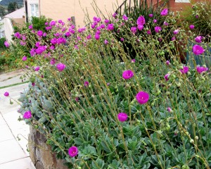 Calandrinia