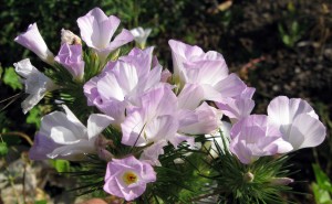 linanthus Mountain Phlox, Linanthus grandiflora