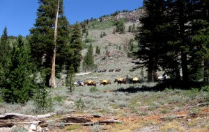 muletrainonpct Mules on the PCT