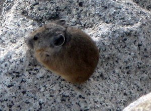 pika1 Pika!
